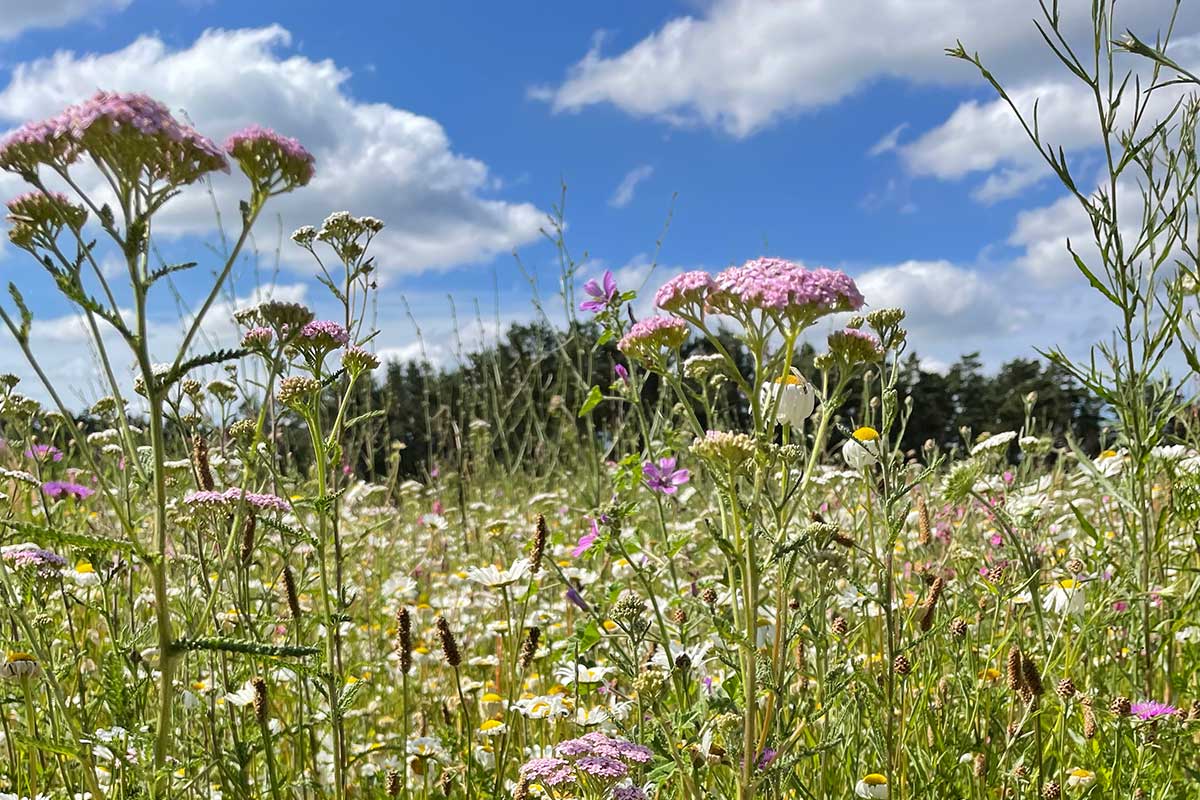 Our flowering area